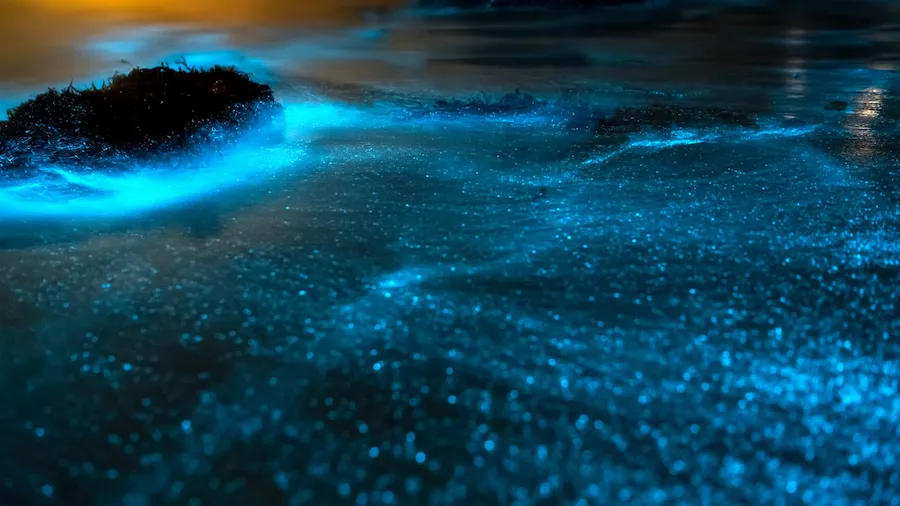 Una playa de noche, con el agua brillando de celeste intenso